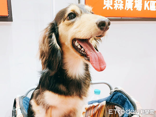 免費寵物健檢。（圖／慈愛動物醫院提供）