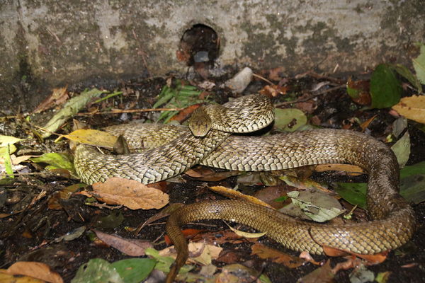 王錦蛇。（圖／林業及自然保育署／姜明雄攝）