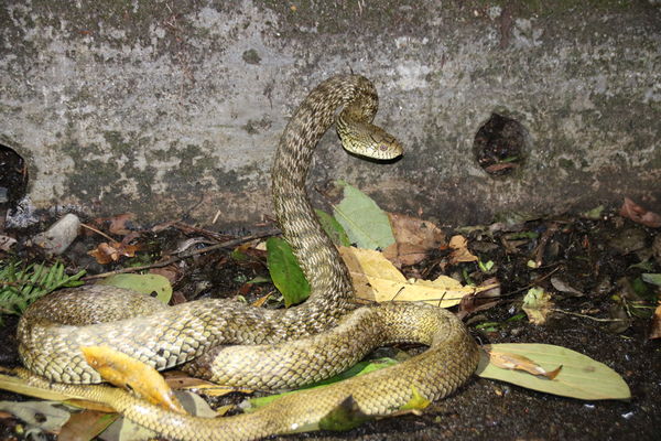 王錦蛇。（圖／林業及自然保育署／姜明雄攝）