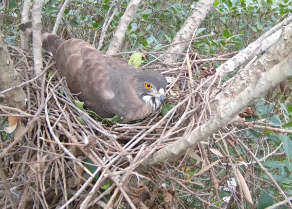 鳳頭蒼鷹直播。（圖／翻攝自Youtube@RRGT）