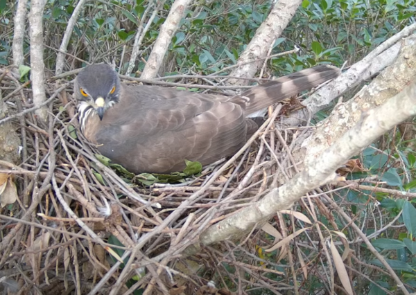 鳳頭蒼鷹直播。（圖／翻攝自Youtube@RRGT）