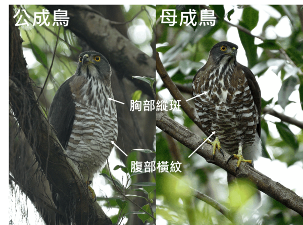 鳳頭蒼鷹公母比較。（圖／翻攝自台灣猛禽研究會官網）