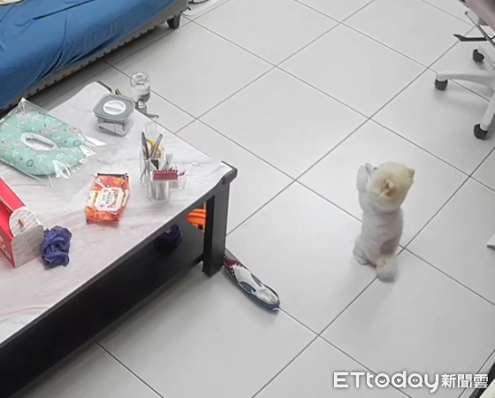 白博美對空氣拜拜。（圖／飼主杏桃提供）