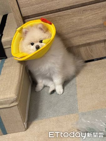 白博美對空氣拜拜。（圖／飼主杏桃提供）