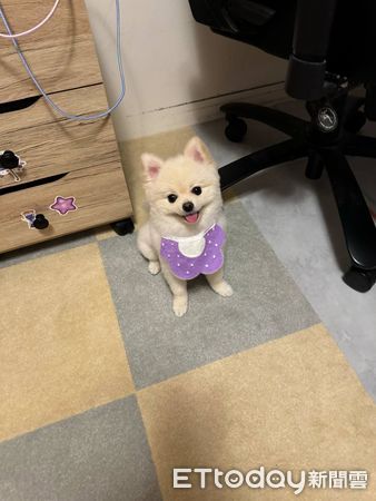 白博美對空氣拜拜。（圖／飼主杏桃提供）