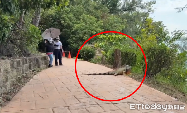 ▲▼高雄變侏羅紀公園！1.7m長「超巨綠鬣蜥」出沒　網看傻：是恐龍？（圖／J爸提供）