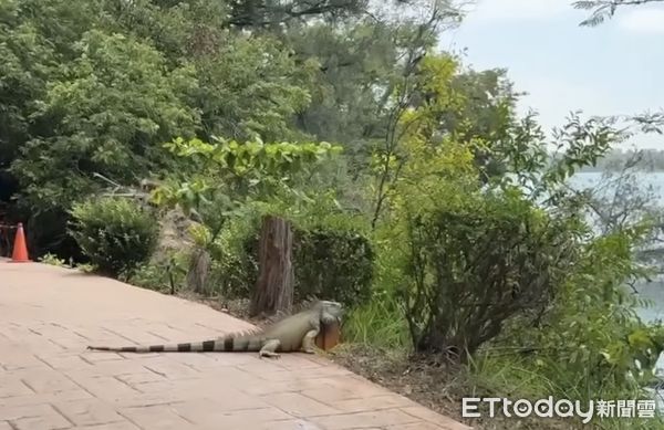 ▲▼高雄變侏羅紀公園！1.7m長「超巨綠鬣蜥」出沒　網看傻：是恐龍？（圖／J爸提供）