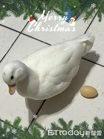 ▲柯爾鴨「癱軟倒地」嚇壞媽　隔壁「鴨模鴨樣」示範標準睡姿。（圖／鴨媽媽LaLa提供，下同）