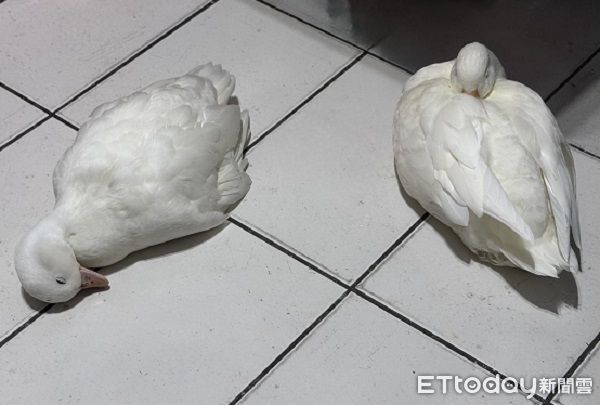 ▲柯爾鴨「癱軟倒地」嚇壞媽　隔壁「鴨模鴨樣」示範標準睡姿。（圖／鴨媽媽LaLa提供，下同）