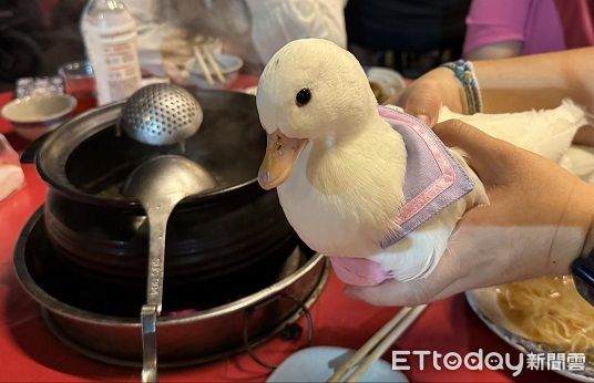 ▲柯爾鴨「癱軟倒地」嚇壞媽　隔壁「鴨模鴨樣」示範標準睡姿。（圖／鴨媽媽LaLa提供，下同）