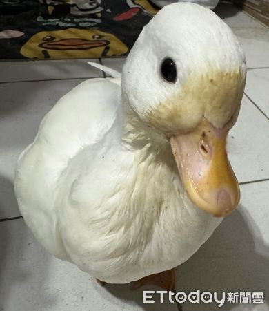 ▲柯爾鴨「癱軟倒地」嚇壞媽　隔壁「鴨模鴨樣」示範標準睡姿。（圖／鴨媽媽LaLa提供，下同）