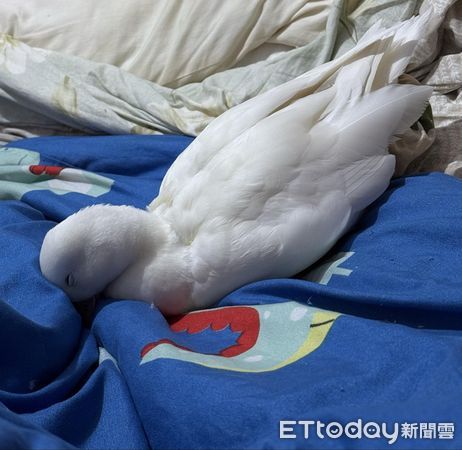 ▲柯爾鴨「癱軟倒地」嚇壞媽　隔壁「鴨模鴨樣」示範標準睡姿。（圖／鴨媽媽LaLa提供，下同）