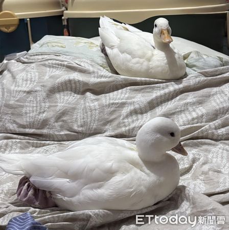 ▲柯爾鴨「癱軟倒地」嚇壞媽　隔壁「鴨模鴨樣」示範標準睡姿。（圖／鴨媽媽LaLa提供，下同）