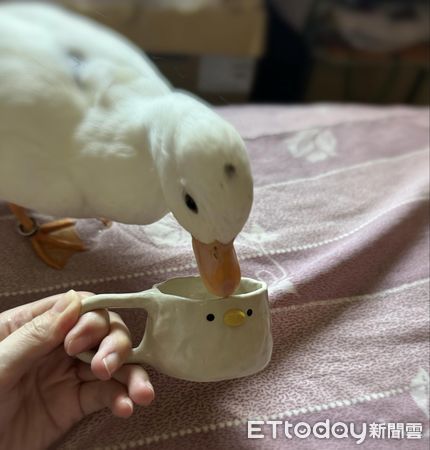 ▲柯爾鴨「癱軟倒地」嚇壞媽　隔壁「鴨模鴨樣」示範標準睡姿。（圖／鴨媽媽LaLa提供，下同）