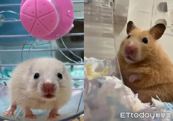 ▲黃金鼠長大後「判若兩鼠」　從白色小水獺變身金毛大耳狗。（圖／Threads@cjx_1310提供，請勿隨意翻拍，以免侵權。）