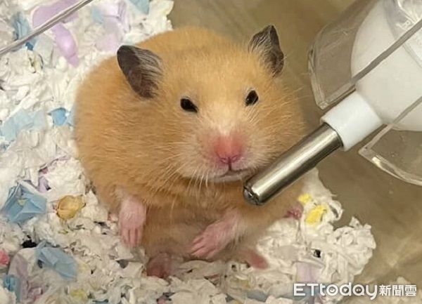 ▲黃金鼠長大後「判若兩鼠」　從白色小水獺變身金毛大耳狗。（圖／Threads@cjx_1310提供，請勿隨意翻拍，以免侵權。）