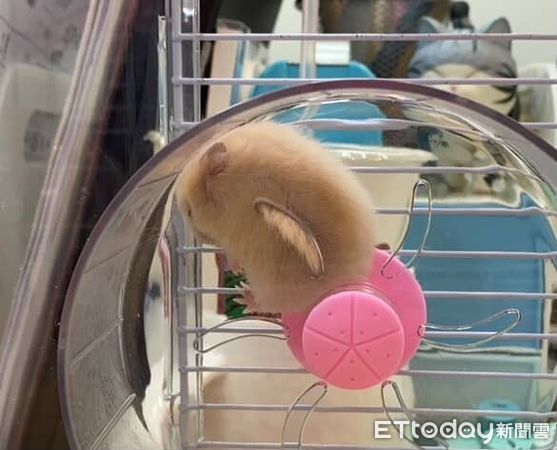 ▲黃金鼠長大後「判若兩鼠」　從白色小水獺變身金毛大耳狗。（圖／Threads@cjx_1310提供，請勿隨意翻拍，以免侵權。）