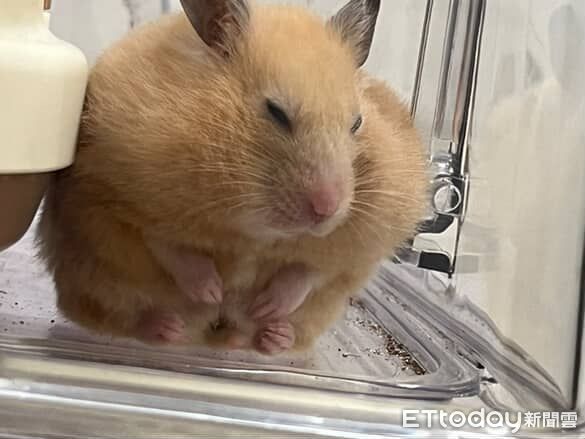 ▲黃金鼠長大後「判若兩鼠」　從白色小水獺變身金毛大耳狗。（圖／Threads@cjx_1310提供，請勿隨意翻拍，以免侵權。）