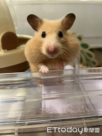 ▲黃金鼠長大後「判若兩鼠」　從白色小水獺變身金毛大耳狗。（圖／Threads@cjx_1310提供，請勿隨意翻拍，以免侵權。）