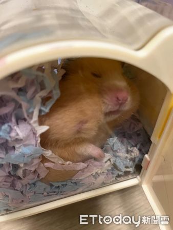 ▲黃金鼠長大後「判若兩鼠」　從白色小水獺變身金毛大耳狗。（圖／Threads@cjx_1310提供，請勿隨意翻拍，以免侵權。）