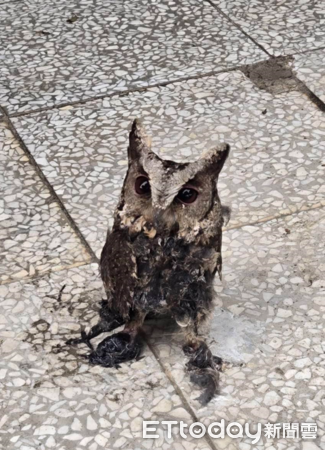 ▲領角鴞遭到防鳥塗料沾黏，失去飛行能力。（圖／桃園市野鳥學會提供，請勿隨意翻拍，以免侵權。）