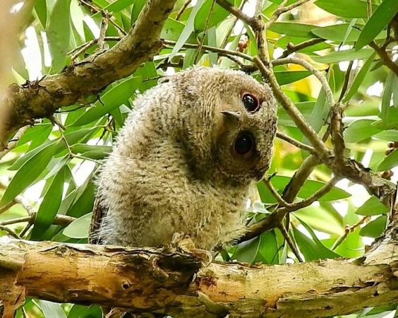 ▲領角鴞被列為二級保育類動物。（圖／翻攝自台灣地景保育網／拍鳥俱樂部成員陳雅歌）