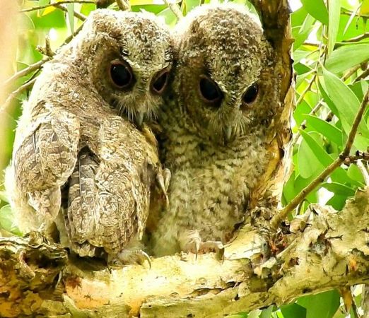 ▲領角鴞被列為二級保育類動物。（圖／翻攝自台灣地景保育網／拍鳥俱樂部成員陳雅歌）