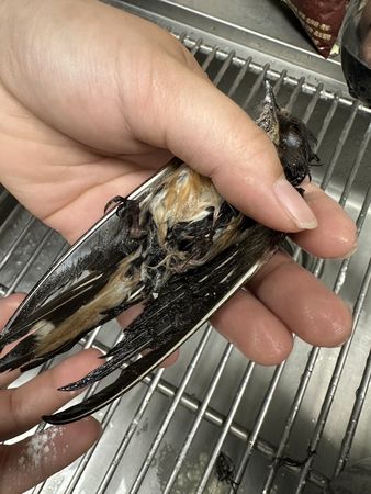 ▲高雄大量燕子摔落傷亡，身上沾滿黏液。（圖／翻攝自Facebook／高雄市議員 邱于軒）