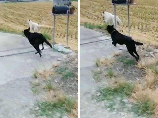 外泌體治療。（圖／慈愛動物醫院提供）