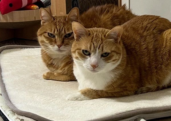 ▲奴才拔電熱毯插頭　慘遭「大橘雙煞」死亡凝視他立刻求饒。（圖／翻攝自X／@kunyan_kainyan）