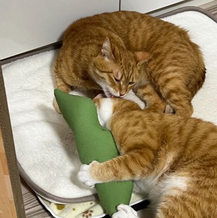 ▲奴才拔電熱毯插頭　慘遭「大橘雙煞」死亡凝視他立刻求饒。（圖／翻攝自X／@kunyan_kainyan）