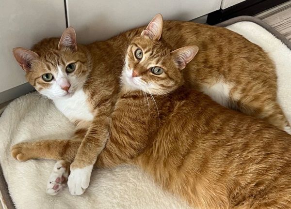 ▲奴才拔電熱毯插頭　慘遭「大橘雙煞」死亡凝視他立刻求饒。（圖／翻攝自X／@kunyan_kainyan）