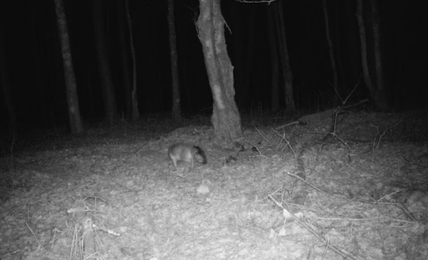 樹林中拍到灰色豬形神祕生物　專家揭真相網友傻：竟然沒有頭。（圖／翻攝自Facebook／NYS Department of Environmental Conservation）