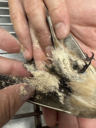 ▲高雄大量燕子被新式防鳥塗料沾黏死亡。（圖／翻攝自Facebook／高雄市議員 邱于軒）