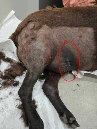 流浪動物珍愛協會3日接獲通報，新竹五峰露營區有民眾帶來的比特犬在未牽繩的情況下，對浪犬攻擊。（圖／民眾提供）