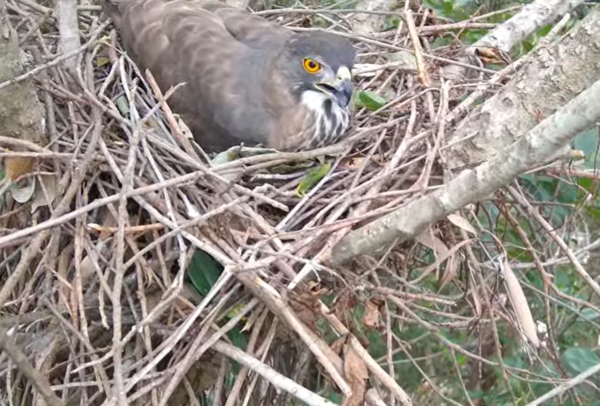 250505大安鳳頭蒼鷹破殼。（圖／翻攝自Youtube@RRGT）