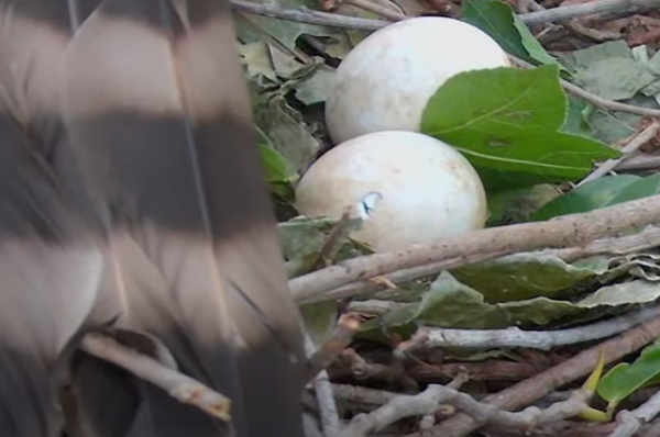 250505大安鳳頭蒼鷹破殼。（圖／翻攝自Youtube@RRGT）