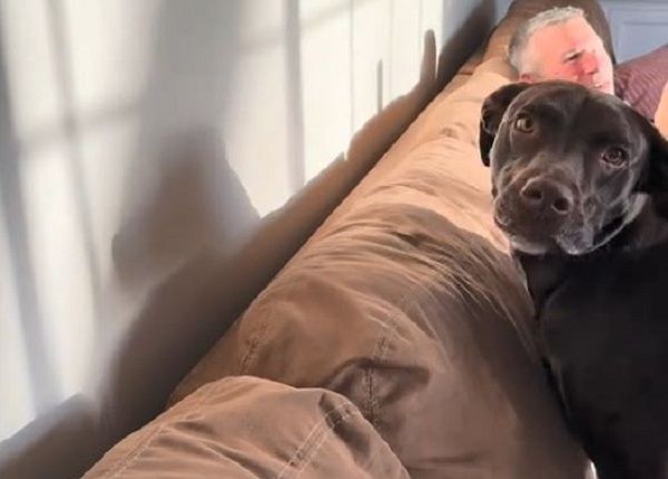 ▲黑汪發現「影子好朋友」鼻頂牆壁邀玩！　見他不理滿臉困惑。（圖／翻攝自TikTok／@nikigilbert79）