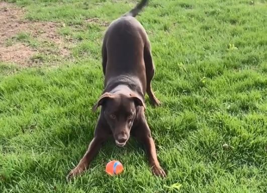 ▲黑汪發現「影子好朋友」鼻頂牆壁邀玩！　見他不理滿臉困惑。（圖／翻攝自TikTok／@nikigilbert79）