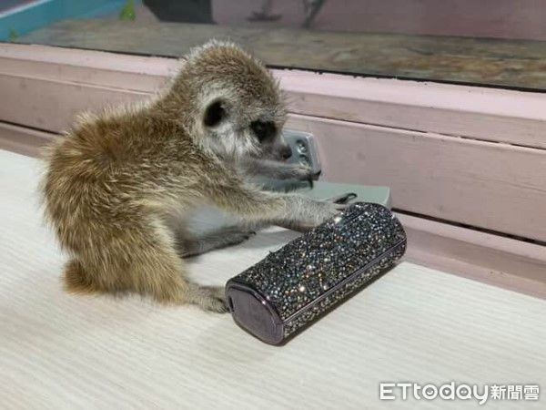 ▲看電視的狐獴太投入，老鷹出現秒變恐怖片。（圖／網友＠meerkat_my_pet提供，請勿隨意翻拍，以免侵權。）