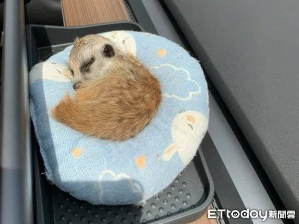 ▲看電視的狐獴太投入，老鷹出現秒變恐怖片。（圖／網友＠meerkat_my_pet提供，請勿隨意翻拍，以免侵權。）