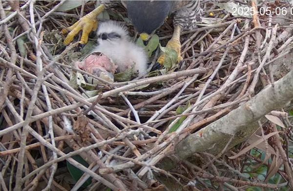 ▲鳳頭蒼鷹「小花夫婦」幼鳥今破殼 　兩坨「白色小雞」平安誕生。（圖／翻攝自Youtube@RRGT）