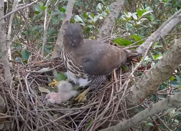 ▲鳳頭蒼鷹「小花夫婦」幼鳥今破殼 　兩坨「白色小雞」平安誕生。（圖／翻攝自Youtube@RRGT）