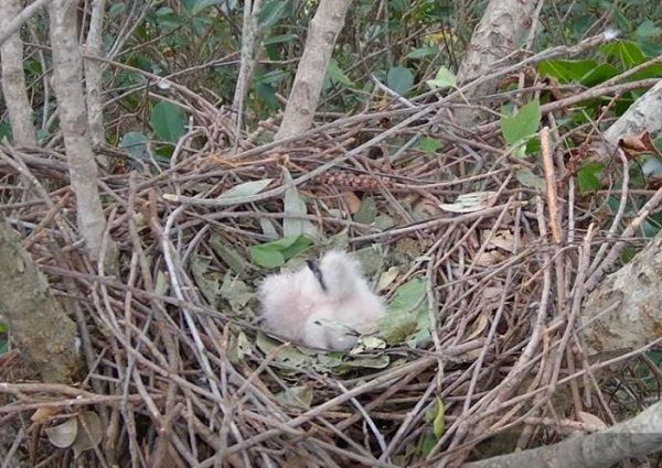 ▲鳳頭蒼鷹「小花夫婦」幼鳥今破殼 　兩坨「白色小雞」平安誕生。（圖／翻攝自Youtube@RRGT）