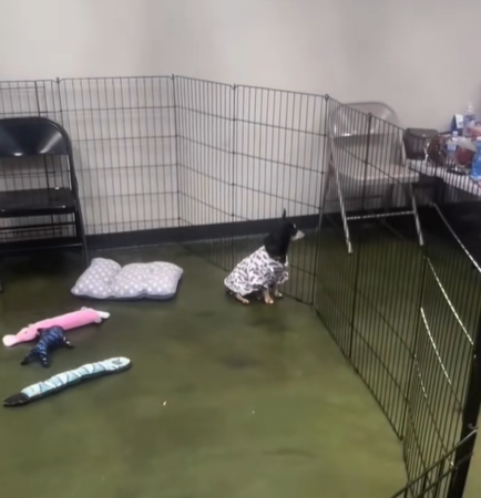 ▲（圖／翻攝自TikTok／@pawsquad559）