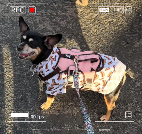 ▲（圖／翻攝自TikTok／@pawsquad559）