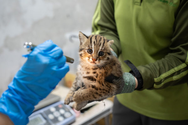 石虎春捲第三胎寶寶。（圖／台北市立動物園提供）