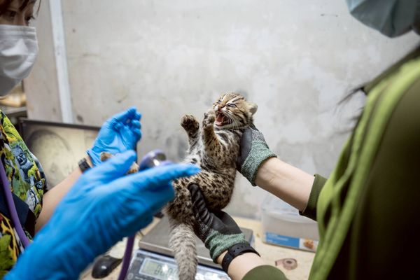 石虎春捲第三胎寶寶。（圖／台北市立動物園提供）