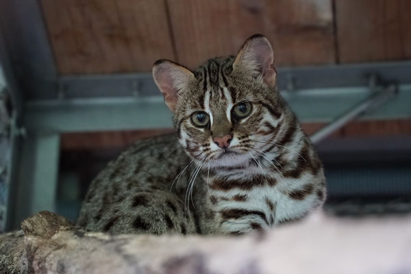 石虎春捲第三胎寶寶。（圖／台北市立動物園提供）