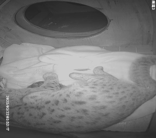 石虎春捲第三胎寶寶。（圖／台北市立動物園提供）